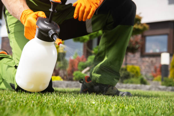 Best Wasp Removal Services  in Providence Village, TX