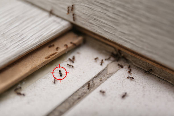 Best Best Pest Control Companies  in Providence Village, TX