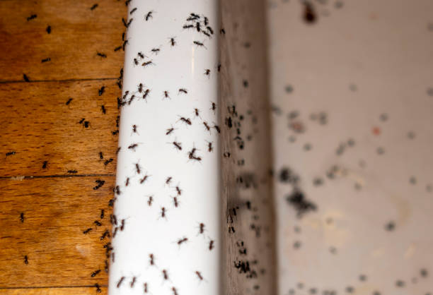 Providence Village, TX Pest Control Company