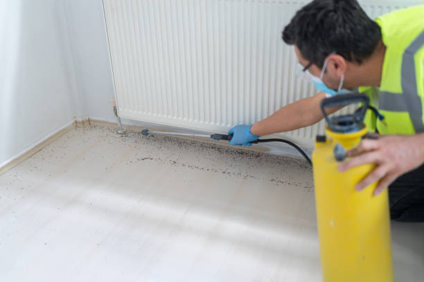 Best Ant Control Services  in Providence Village, TX